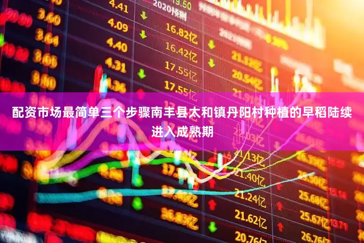 配资市场最简单三个步骤南丰县太和镇丹阳村种植的早稻陆续进入成熟期